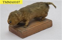 藏品(麝香貓)的圖片